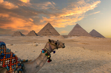 Camel and the Pyramids of Giza in Egypt