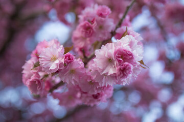 pink flowers in bloom