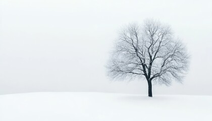 Fototapeta premium A solitary snow covered tree stands in a winter landscape