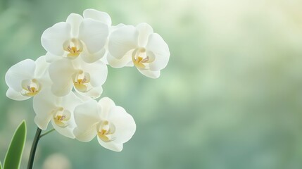 Obraz premium White Orchids Against A Soft Green Background Peaceful Sunlight And Delicate Petals