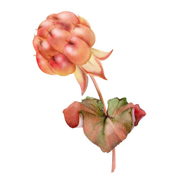 recommend clip art: Cloudberry raspberry with green leaves on stem, red ripe Scandinavian forest berry hand drawn in watercolor. Isolated botanical illustration for restaurant, dessert cafe menu, wedding, farmers market