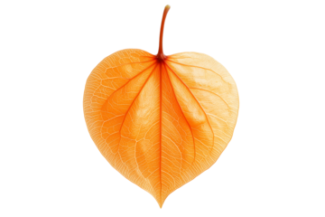 Vibrant orange physalis lantern flowers with delicate veins, isolated on white transparent background. Concept of nature and botanical beauty