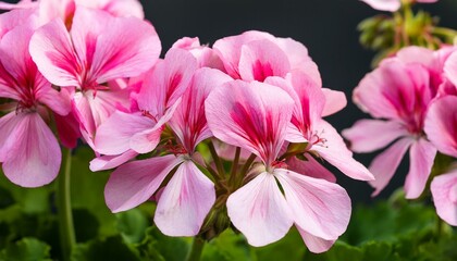 pink geranium flower, AI generated