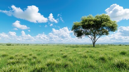 Obraz premium Lone tree in grassy field, sunny sky; nature scene, desktop wallpaper