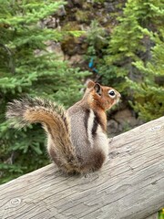 squirrel in the park