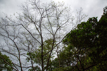 奄美大島, 世界自然遺産の森、冬の森