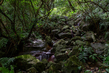 奄美大島, 世界自然遺産の森、苔の川