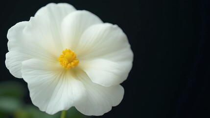 Fototapeta premium White Flower Macro Photography With Dark Background