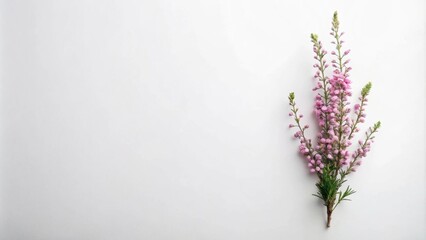 Fototapeta premium A single sprig of delicate pink flowers blooms gracefully against a pristine white background, its delicate petals a stark contrast to the simplicity of the backdrop.