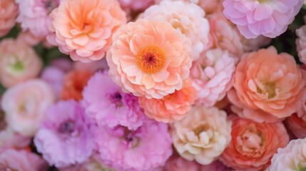 Obraz premium Peach Pink and Coral Ranunculus Flowers, Soft Light Floral Background