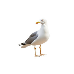 Naklejka premium Elegant Seagull Standing on White Background with Bright Colors
