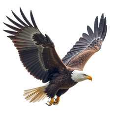 Obraz premium bald eagle in flight
