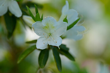 Obraz premium ツツジ