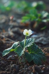Obraz premium A Strawberry flower and leaf in organic farm