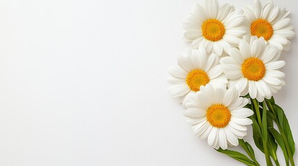 Obraz premium Serene Minimalist Floral Composition: Five White Daisies on White Background