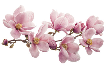 Obraz premium A cluster of pink magnolia flowers and buds on a branch, showcasing the gentle curves and vivid colors of spring blossoms