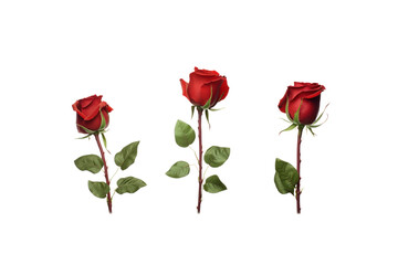 Obraz premium A set of three red roses with long green stems and gently curved leaves, representing a romantic gesture.