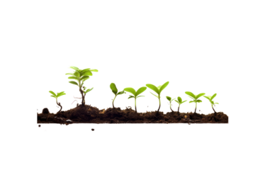 Freshly sprouted green tree seedlings emerging from moist soil, with delicate leaves reaching for sunlight
