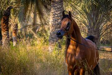 Arabian horse in the Garden