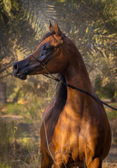 Arabian horse in the Garden