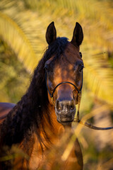 Arabian horse in the Garden