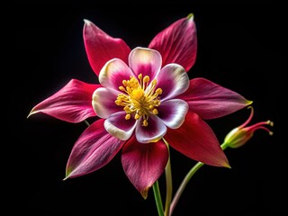 Aquilegia Vulgaris, aka Common Columbine Flower on a Black Background