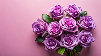 Bouquet of Purple Roses on Pastel Pink Background