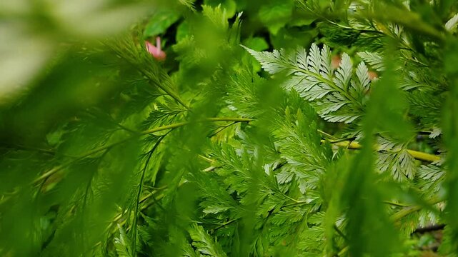Close up of green leaves. Lush Green Fern Leaves.