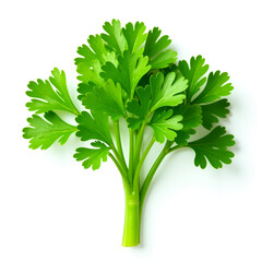 Fresh parsley against a white background