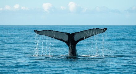 Fototapeta premium humpback tail