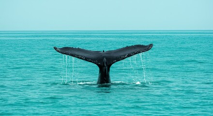 Fototapeta premium humpback tail