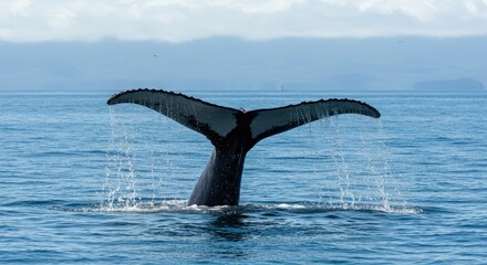 Naklejka premium humpback tail