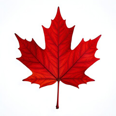 Red Maple Leaf Isolated on White Background 