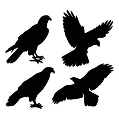 Hawk vector silhouette illustration set
