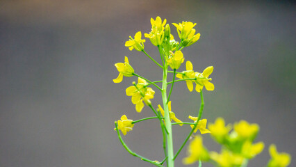 Brassica rapa (Sawi bunga, turnip rape, field mustard, bird's rape, keblock) flower