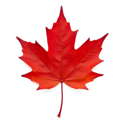 Red Maple Leaf Stock Photo