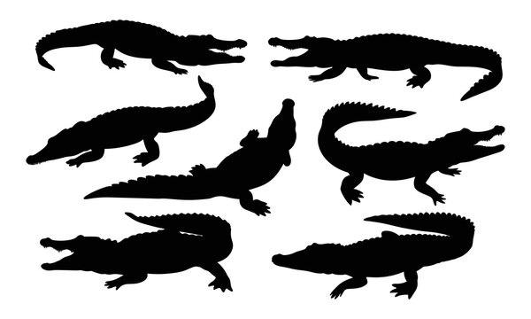 Set of alligator vector silhouette illustration