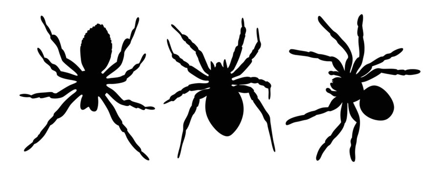 Spider black silhouette illustration isolated on a transparent background