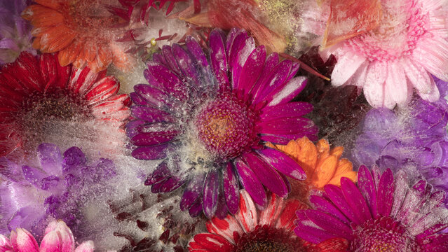 seamless background with colorful pink and orange germini or gerbera flowers frozen in ice