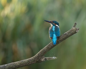 Common kingfisher perched on a branch