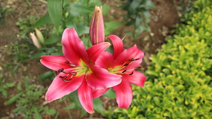 pink lily flower