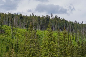 Beautiful view of the forest on the slopes of the Tatra Mountains. Landscape with coniferous forest.