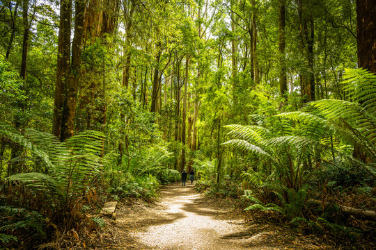 Father and son bonding through walking in the rainforest, Great Otway National Park, Victoria, Australia