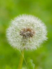 Fototapeta premium タンポポの綿毛のある風景