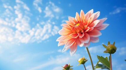 Pink dahlia flowers on blue sky background. Nature background.