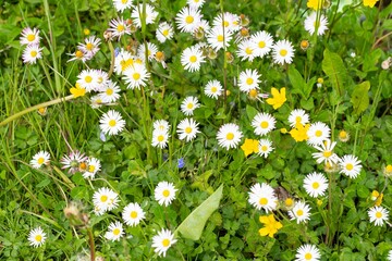 Forest blooming flowers among lush greenery in a mountain forest.