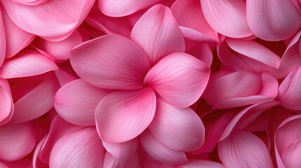 Fototapeta premium Pink Plumeria petals background, close-up