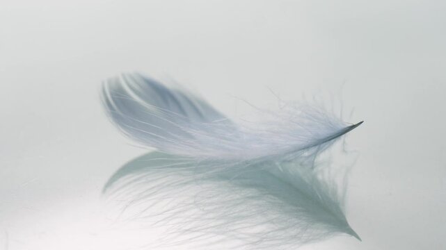 Closeup view of feather swaying in wind and flying away