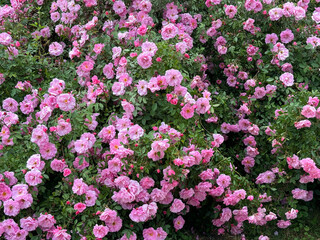 Climbing rose bush with rosettes pink petals, creating a breathtaking display.