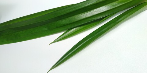 Pandan Leaves for Culinary Use